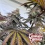 Compound Genetics Cannabis Strain Zapplez 2 0 Feminized Marijuana Seeds Original Collector Souvenir Authentic Packaging Packs