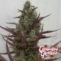 Compound Genetics Cannabis Strain Zapplewoodz Feminized Marijuana Seeds Original Collector Souvenir Authentic Packaging Packs