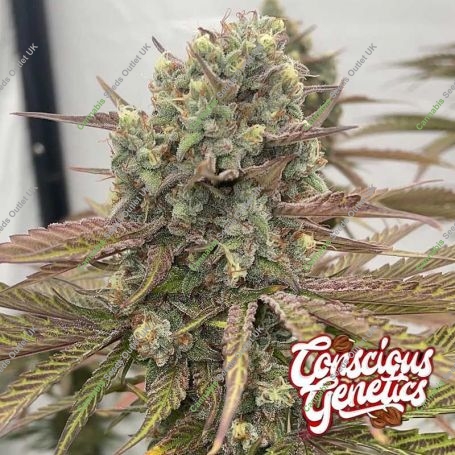 Zapplewoodz Feminized Marijuana Strain by Compound Genetics For Sale Online at Cannabis Seeds Outlet
