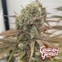 Zapplewoodz Feminized Marijuana Strain by Compound Genetics For Sale Online at Cannabis Seeds Outlet