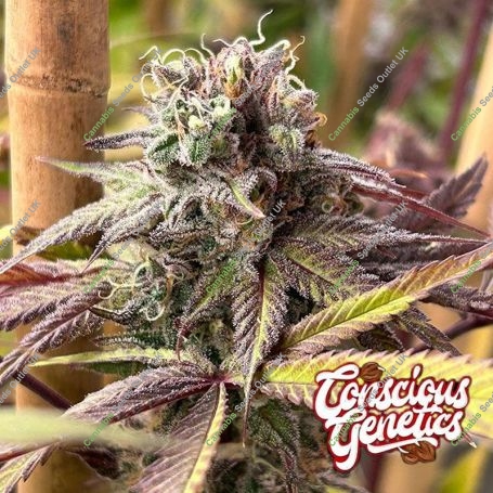 Red Kachina V2 Feminized Marijuana Strain by Compound Genetics For Sale Online at Cannabis Seeds Outlet