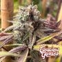 Red Kachina V2 Feminized Marijuana Strain by Compound Genetics For Sale Online at Cannabis Seeds Outlet