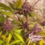 Compound Genetics Cannabis Strain Red Kachina V2 Feminized Marijuana Seeds Original Collector Souvenir Authentic Packaging Packs