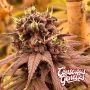 Compound Genetics Red Kachina V2 Smoke Buds Weed Ganja Skunk Dope Pot Images Pics Nuggets