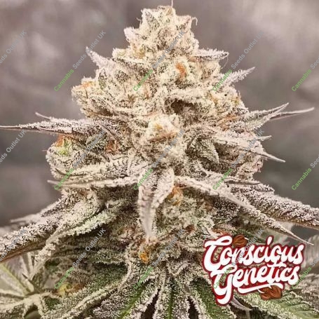 Orange Runtz Cake 2 0 Feminized Marijuana Strain by Compound Genetics For Sale Online at Cannabis Seeds Outlet