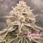 Orange Runtz Cake 2 0 Feminized Marijuana Strain by Compound Genetics For Sale Online at Cannabis Seeds Outlet