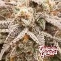 Compound Genetics Orange Runtz Cake 2 0 Smoke Buds Weed Ganja Skunk Dope Pot Images Pics Nuggets