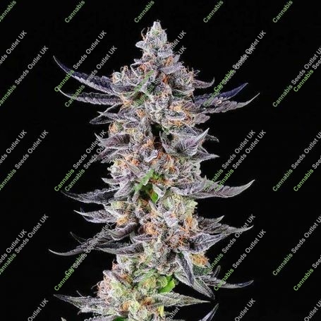 Platinum Mimosa Cookies Marijuana Strain by Growers Choice For Sale Online at Cannabis Seeds Outlet
