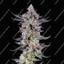 Permanent Marijuana Strain by Growers Choice For Sale Online at Cannabis Seeds Outlet