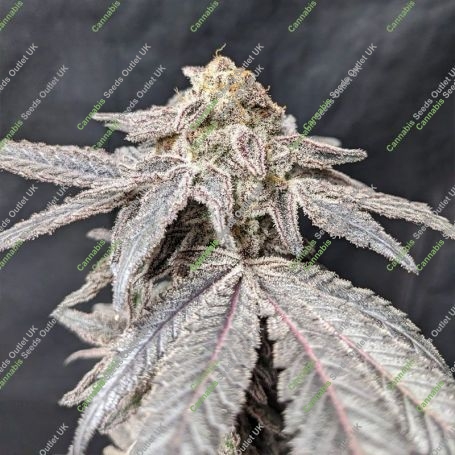 MAC ONE Marijuana Strain by Our Own Weed Breeders For Sale Online at Cannabis Seeds Outlet
