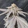 MAC ONE Marijuana Strain by Our Own Weed Breeders For Sale Online at Cannabis Seeds Outlet