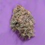 Cannabis Seeds Outlet MAC ONE Smoke Buds Weed Ganja Skunk Dope Pot Images Pics Nuggets