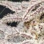 MAC ONE by Cannabis Seeds Outlet THC Content Potency Strength CBD Height Yield Flowering Time Indica Sativa Genetics