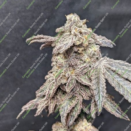 MAC ONE Auto Marijuana Strain by Our Own Weed Breeders For Sale Online at Cannabis Seeds Outlet