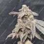 MAC ONE Auto Marijuana Strain by Our Own Weed Breeders For Sale Online at Cannabis Seeds Outlet
