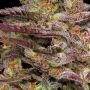 Humboldt Seed Company COB Salad Smoke Buds Weed Ganja Skunk Dope Pot Images Pics Nuggets