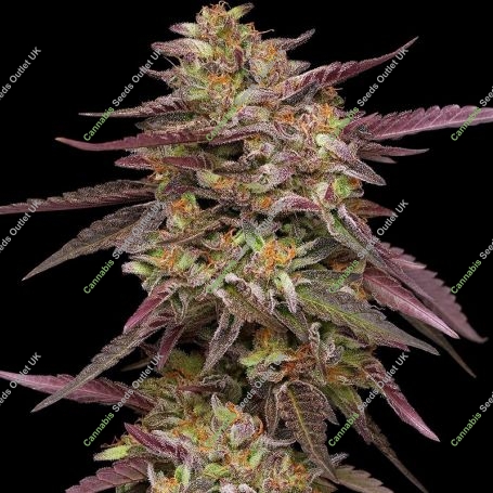 COB Salad Feminized Marijuana Strain by Humboldt Seed Company For Sale Online at Cannabis Seeds Outlet