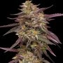 COB Salad Feminized Marijuana Strain by Humboldt Seed Company For Sale Online at Cannabis Seeds Outlet