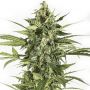 Blue Cheese Auto Female Outlet Cannabis Seeds