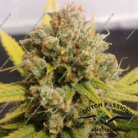 Lemon Z Feminized Marijuana Strain by Dutch Passion For Sale Online at Cannabis Seeds Outlet