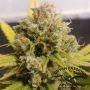 Lemon Z Feminized Marijuana Strain by Dutch Passion For Sale Online at Cannabis Seeds Outlet