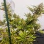 Dutch Passion Lemon Z Smoke Buds Weed Ganja Skunk Dope Pot Images Pics Nuggets