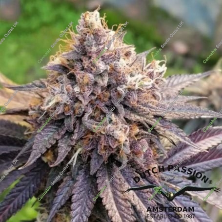 GMO Fast V Feminized Marijuana Strain by Dutch Passion For Sale Online at Cannabis Seeds Outlet