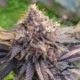GMO Fast V Feminized Marijuana Strain by Dutch Passion For Sale Online at Cannabis Seeds Outlet