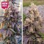 Dutch Passion Cannabis Strain GMO Fast V Feminized Marijuana Seeds Original Collector Souvenir Authentic Packaging Packs