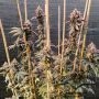 Dutch Passion GMO Fast V Smoke Buds Weed Ganja Skunk Dope Pot Images Pics Nuggets