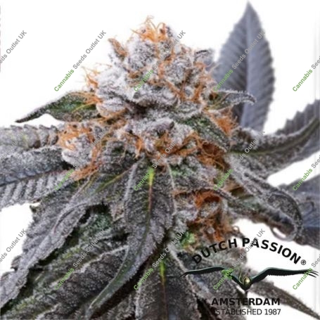 Blue Zushi Feminized Marijuana Strain by Dutch Passion For Sale Online at Cannabis Seeds Outlet