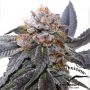 Blue Zushi Feminized Marijuana Strain by Dutch Passion For Sale Online at Cannabis Seeds Outlet