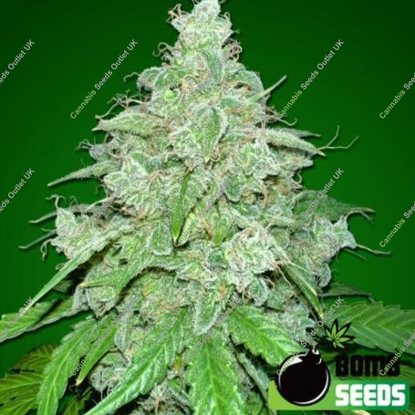 THC Fritters Auto Feminized Marijuana Strain by Bomb Seeds For Sale Online at Cannabis Seeds Outlet