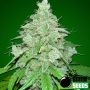 THC Fritters Auto Feminized Marijuana Strain by Bomb Seeds For Sale Online at Cannabis Seeds Outlet