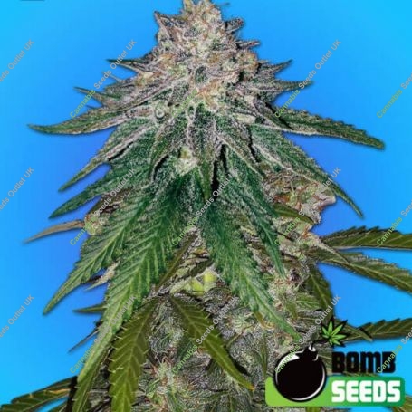 Zkittlez Gum Feminized Marijuana Strain by Bomb Seeds For Sale Online at Cannabis Seeds Outlet