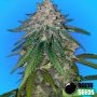 Zkittlez Gum Feminized Marijuana Strain by Bomb Seeds For Sale Online at Cannabis Seeds Outlet