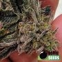 Bomb Seeds Zkittlez Gum Smoke Buds Weed Ganja Skunk Dope Pot Images Pics Nuggets