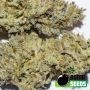 Zkittlez Gum Feminized by Bomb Seeds THC Content Potency Strength CBD Height Yield Flowering Time Indica Sativa Genetics