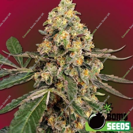 THC Fritters Feminized Marijuana Strain by Bomb Seeds For Sale Online at Cannabis Seeds Outlet