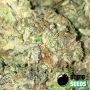THC Fritters Feminized by Bomb Seeds THC Content Potency Strength CBD Height Yield Flowering Time Indica Sativa Genetics