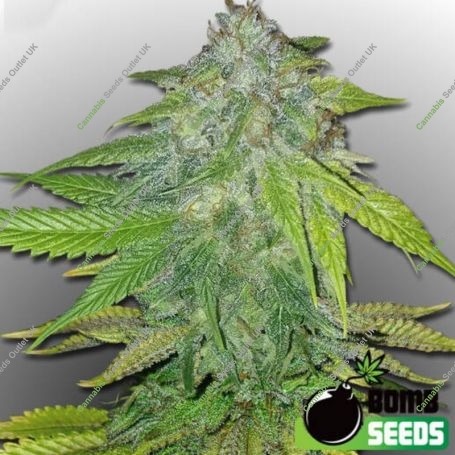 Ghost Train Bomb Feminized Marijuana Strain by Bomb Seeds For Sale Online at Cannabis Seeds Outlet