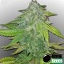 Ghost Train Bomb Feminized Marijuana Strain by Bomb Seeds For Sale Online at Cannabis Seeds Outlet