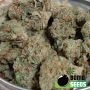 Bomb Seeds Ghost Train Bomb Smoke Buds Weed Ganja Skunk Dope Pot Images Pics Nuggets