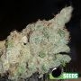 Ghost Train Bomb Feminized by Bomb Seeds THC Content Potency Strength CBD Height Yield Flowering Time Indica Sativa Genetics