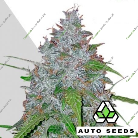 White Widow Auto Feminized Marijuana Strain by Auto Seeds For Sale Online at Cannabis Seeds Outlet
