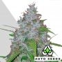 White Widow Auto Feminized Marijuana Strain by Auto Seeds For Sale Online at Cannabis Seeds Outlet