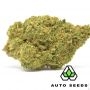 Auto Seeds White Widow Auto Smoke Buds Weed Ganja Skunk Dope Pot Images Pics Nuggets