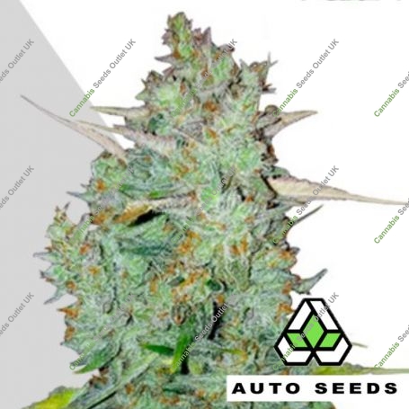 Northern Lights Auto Feminized Marijuana Strain by Auto Seeds For Sale Online at Cannabis Seeds Outlet