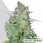 Northern Lights Auto Feminized Marijuana Strain by Auto Seeds For Sale Online at Cannabis Seeds Outlet