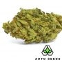 Auto Seeds Northern Lights Auto Smoke Buds Weed Ganja Skunk Dope Pot Images Pics Nuggets